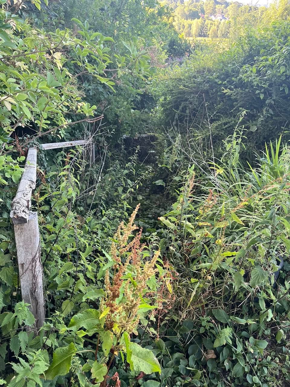 Overgrown garden area requiring clearance