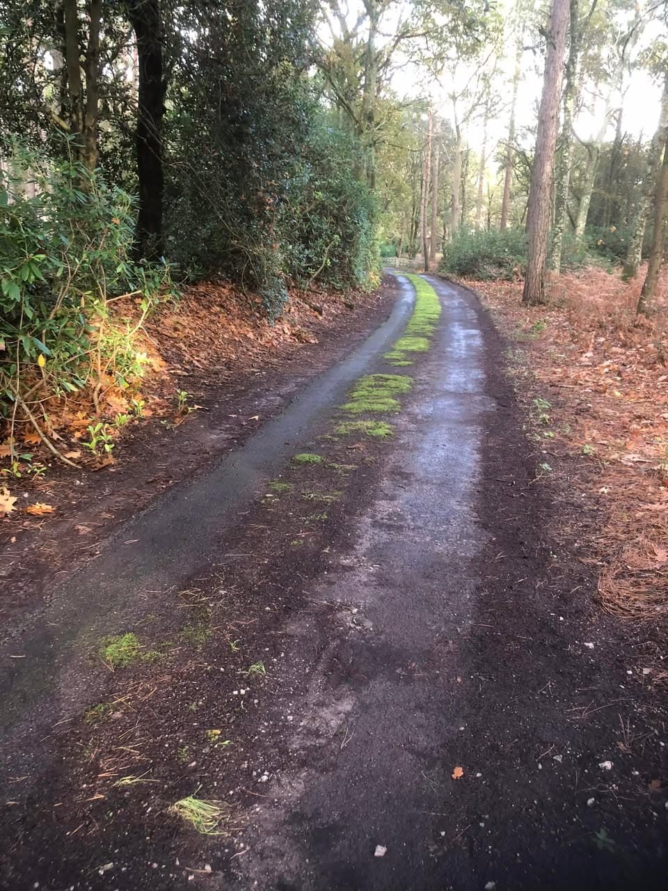 Cleared woodland driveway with neat edges