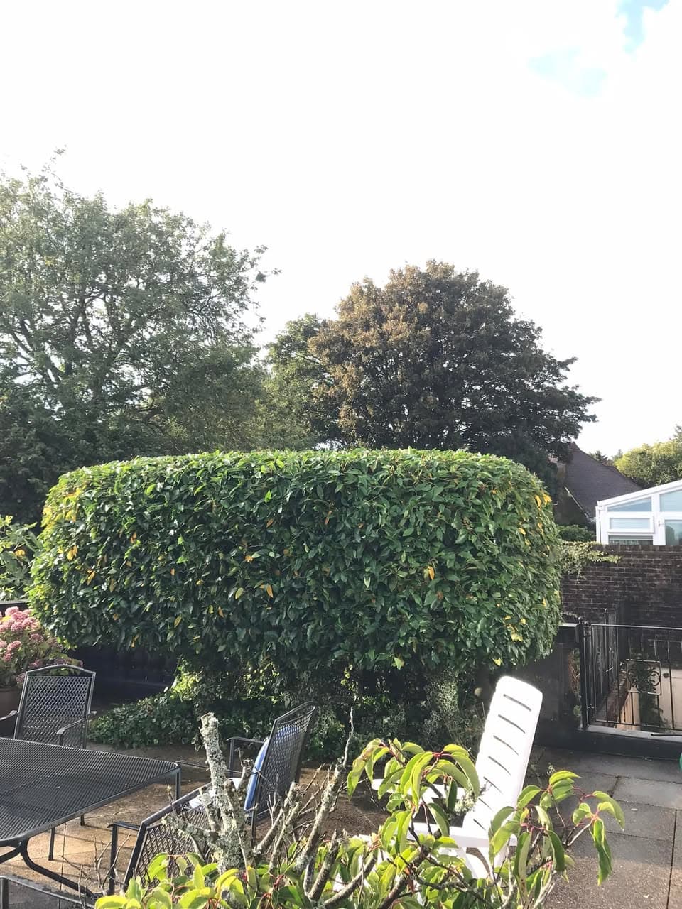 Neatly trimmed laurel hedge with curved shape
