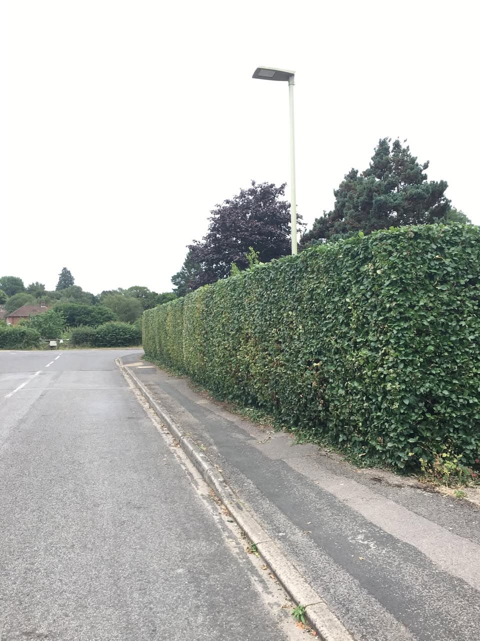 Freshly trimmed roadside hedge