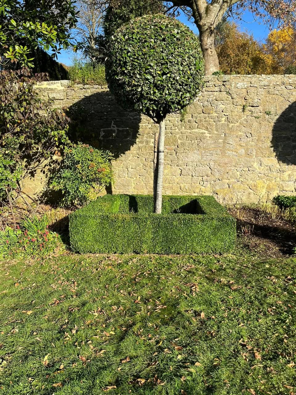 Expertly shaped topiary standard tree