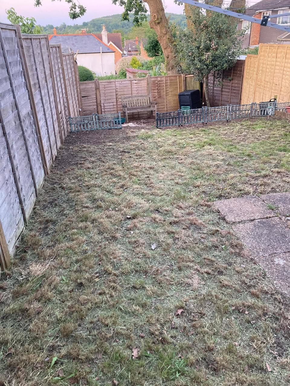 Lawn after scarification treatment