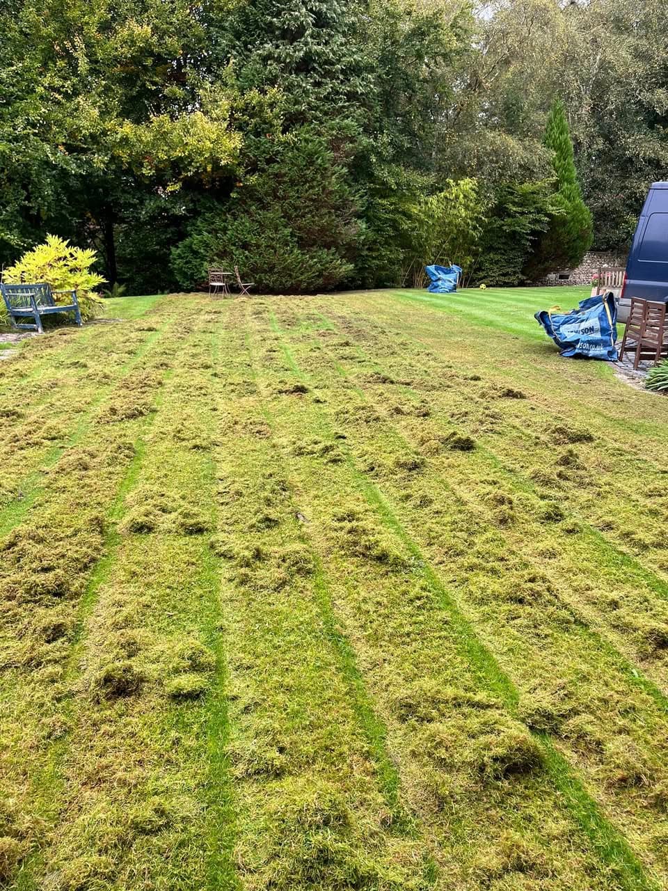 Lawn scarification showing extracted thatch and moss